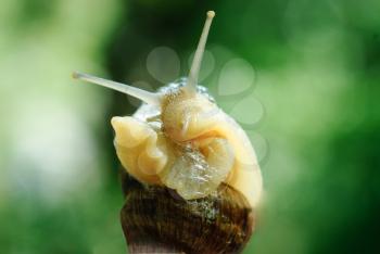 macro brown snail on a green background

