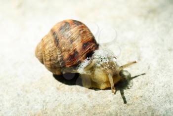 macro brown snail on a grey background
