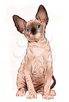 portrait of the  Canadian sphinx cat