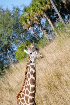 Giraffe (Giraffa camelopardalis) in South Africa 