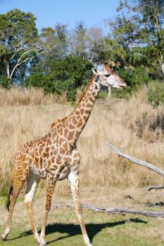 Giraffe in Africa.  Focus in the body