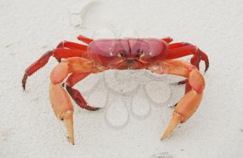 Red land crab, Cardisoma crassum, in the sand