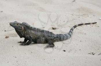 Black Iguana, Ctenosaura similis in the sand