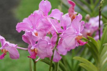 Vanda Teres pink orchids