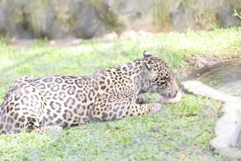 Jaguar eating his pray