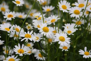 White daisies in summer on a green flowerbed