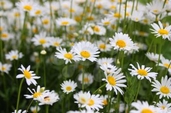 White daisies in summer on a green flowerbed