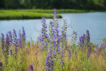 Royalty Free Photo of Wildflowers Near Water