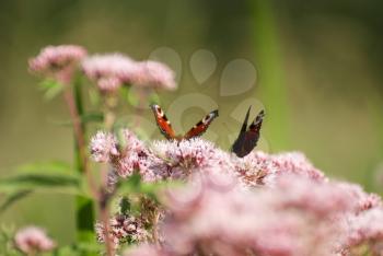 Royalty Free Photo of Butterflies on Flowers