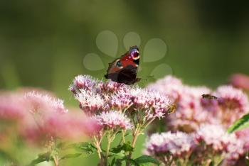 Royalty Free Photo of a Butterfly on Flowers