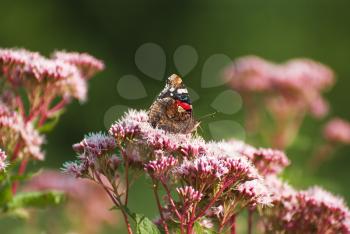 Royalty Free Photo of a Butterfly on Flowers
