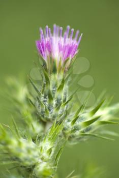 Royalty Free Photo of a Thistle