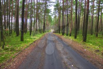 Royalty Free Photo of a Road Through a Forest