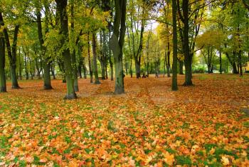 Royalty Free Photo of an Autumn Forest