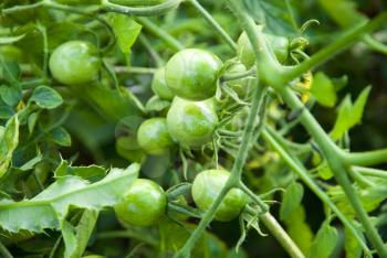 Royalty Free Photo of a Tomato Plant