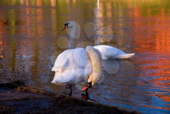 Royalty Free Photo of Swans