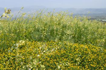 Royalty Free Photo of a Field of Wildflowers