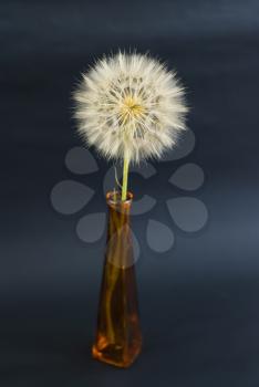 Royalty Free Photo of a Dandelion