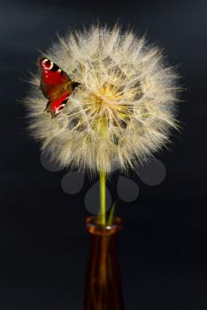 Royalty Free Photo of a Butterfly on a Dandelion