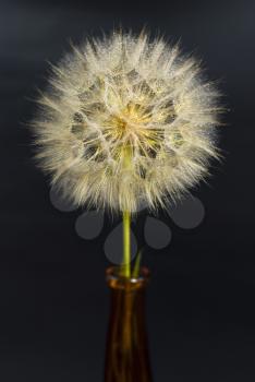 Royalty Free Photo of a Dandelion