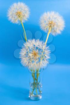 Royalty Free Photo of Dandelions in a Vase