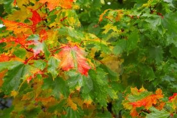 Royalty Free Photo of Maple Leaves