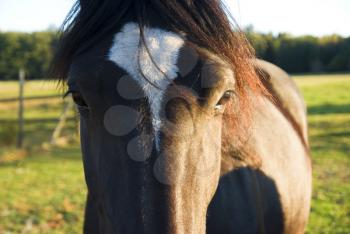 Royalty Free Photo of a Horse