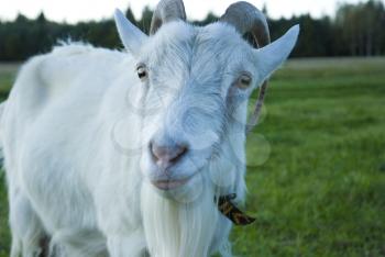 Royalty Free Photo of a Goat