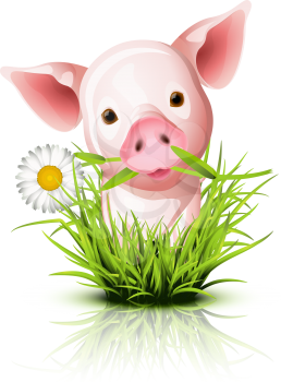 Royalty Free Clipart Image of a Pig Standing in Grass