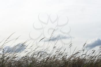 Backlighted grass with a white sky background (hz)
