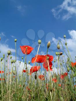 Red poppies In A Field, with a blue sky
