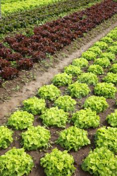 View of rows of green and red lettuces