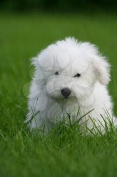 A cute bichon frise puppy, in the grass 