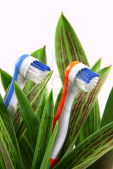 Toothbrushes growing like flowers, over white (vertical), clipping path included