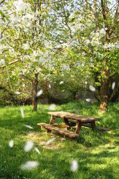 Spring picnic table under a blooming cherry tree, with flying petals.