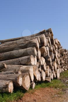 Perspective of sawn trees (vertical)