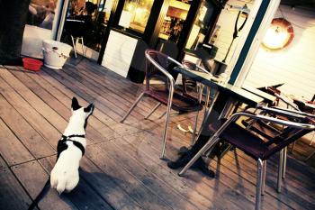 Waiting dog at the bar