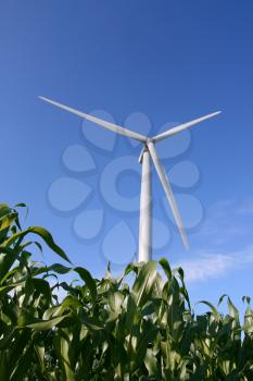 Wind turbines in a field of green corn, in summer.