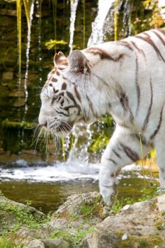 White Bengal Tiger at the source