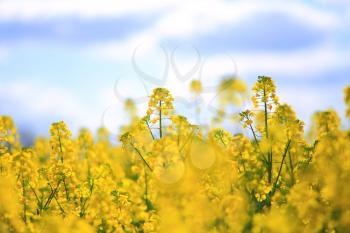 A field of yellow rape, spring rural scene