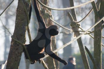 Backlighted spider monkey on the rope
