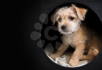 Cute brown puppy in a dark box with, copy space