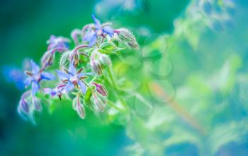 Close-up of Borage blue flowers - Borago officinalis, also known as a starflower, over blurry background