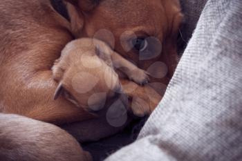 Newborn puppy protected by maternal instinct of female pinscher
