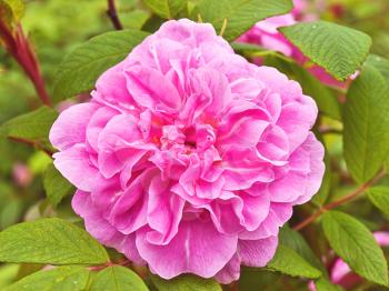 Pink bud of rose bush. Close-up shot.