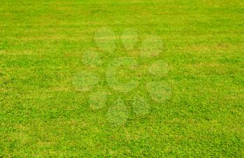 Green grass lawn in sublight background.