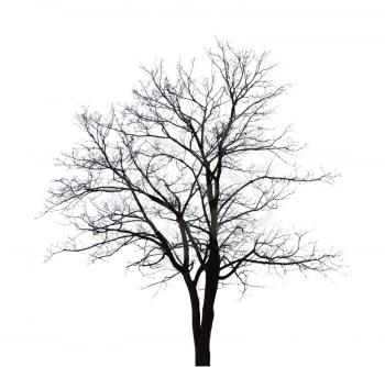 Bare tree shape isolated on white background.