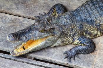 Asian crocodiles head with opened jaws.