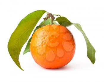 Royalty Free Photo of a Mandarin Orange