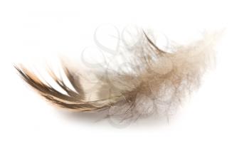 Royalty Free Photo of a Small Bird Feather